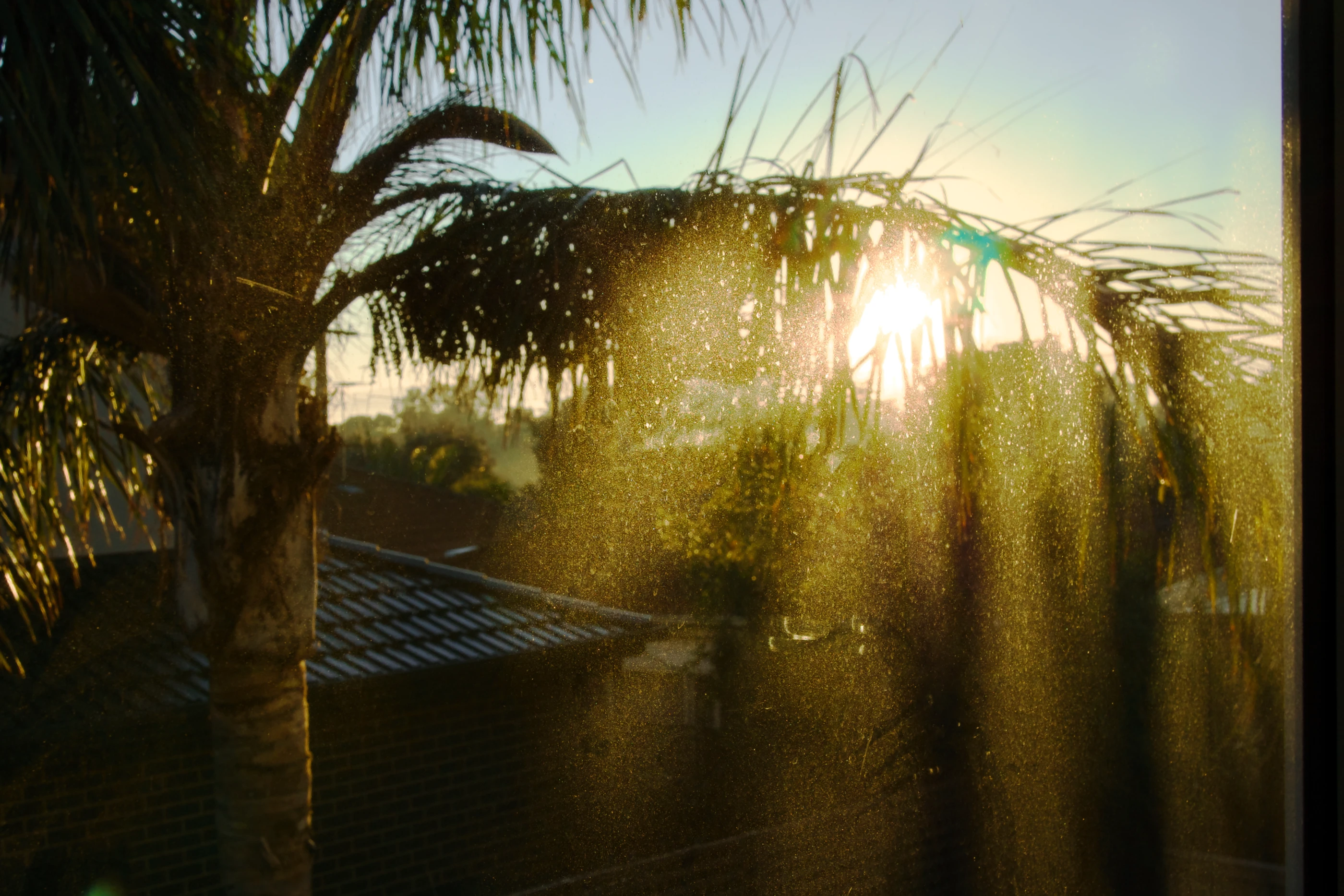 The sun is rising in clear blue skies. A palm tree blocks the view in the foreground, the sun shines through the tree's leafs.
